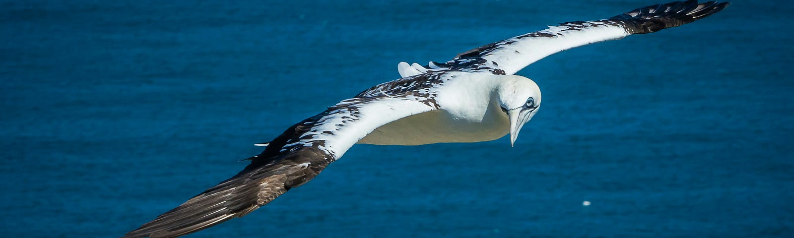 Albatross in flight