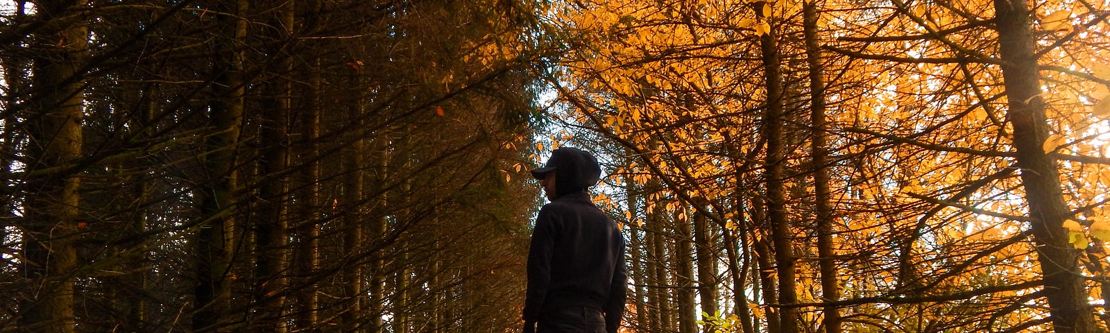 Cowboy silhouette in an Autumn forest