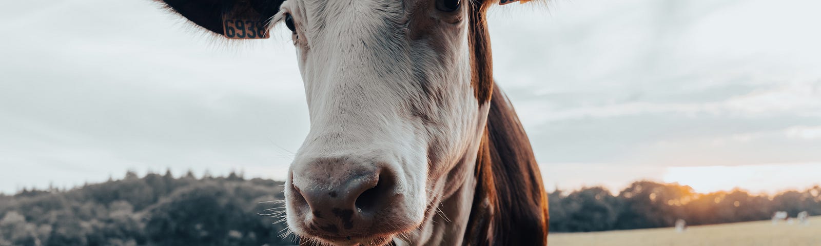 cow on a meadow