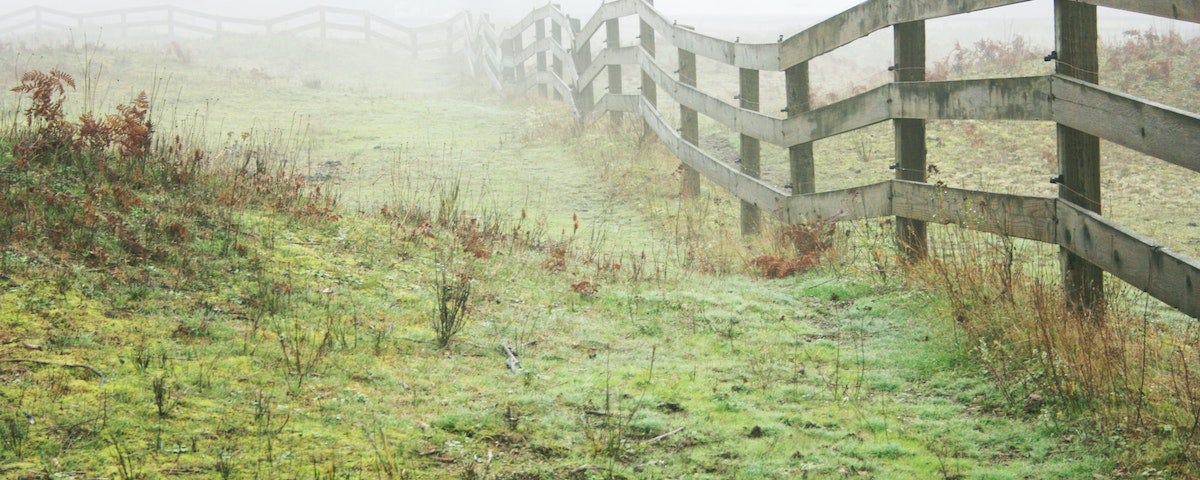 a board fence between two pastures with green grass and weeds on a foggy morning.