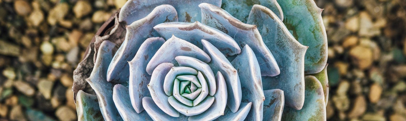 An image of a light blue-gray/green rose flower with thick pointed petals.