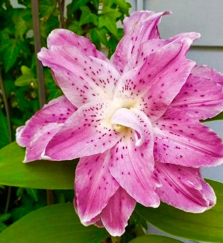 A bright pink lily, in bloom