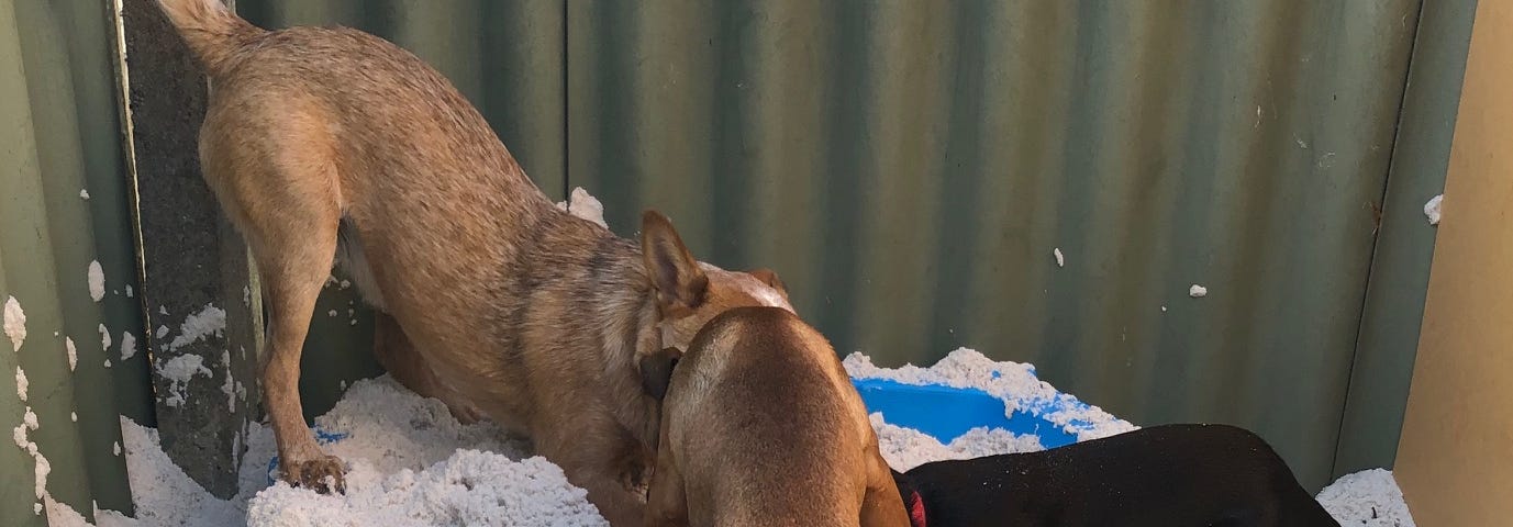 Three dogs digging in the sandpit