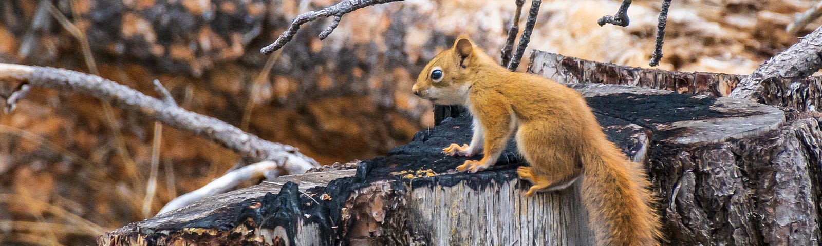 A baby red squirrel, all alone, at the base of Devil’s Tower.