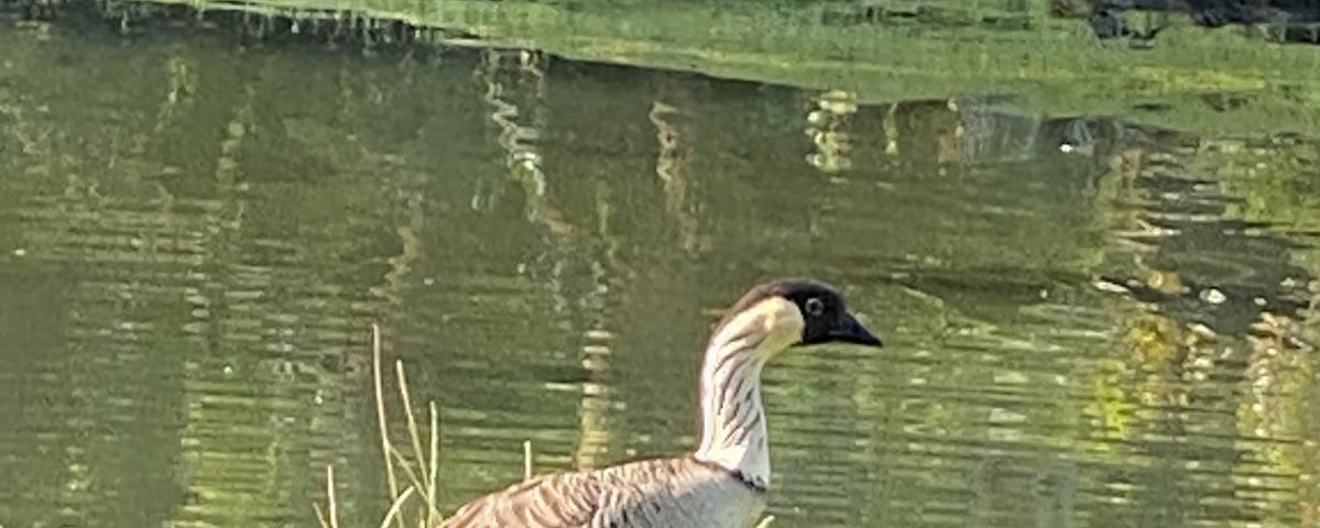 NENE — HAWAIIAN GOOSE