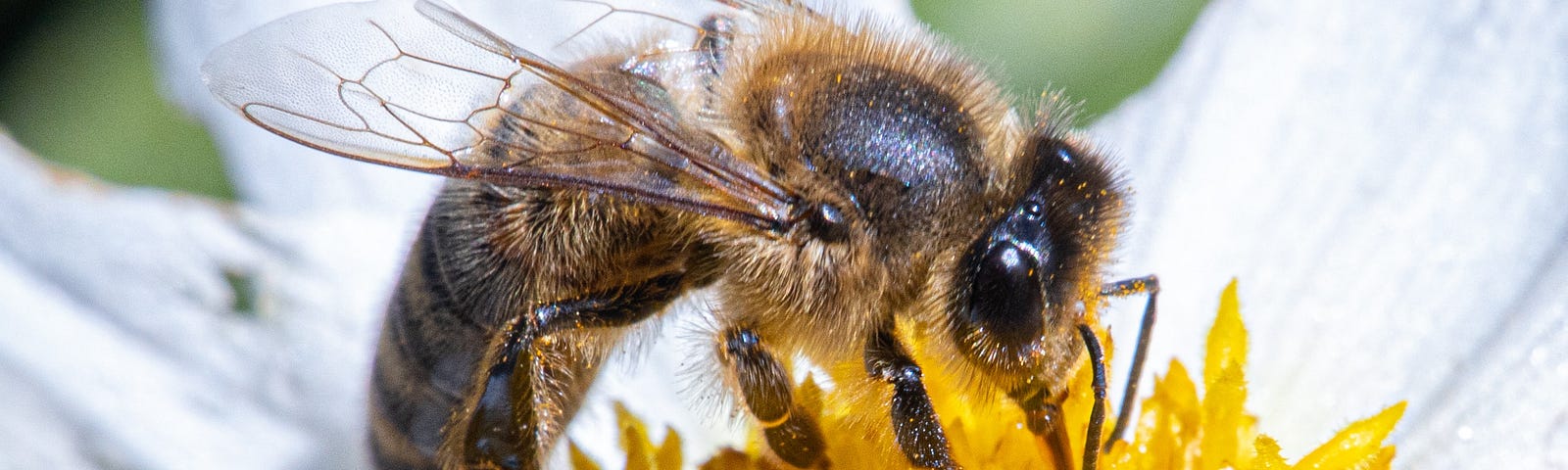 Honey bee sucking nectar out of a flower