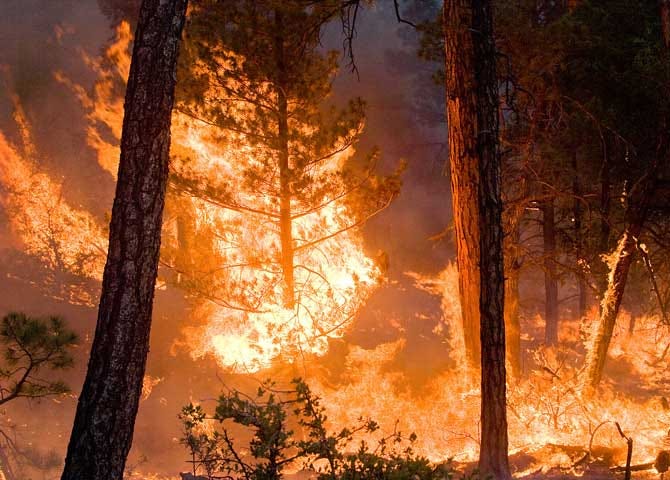 flames consume a stand of trees in a forest fire