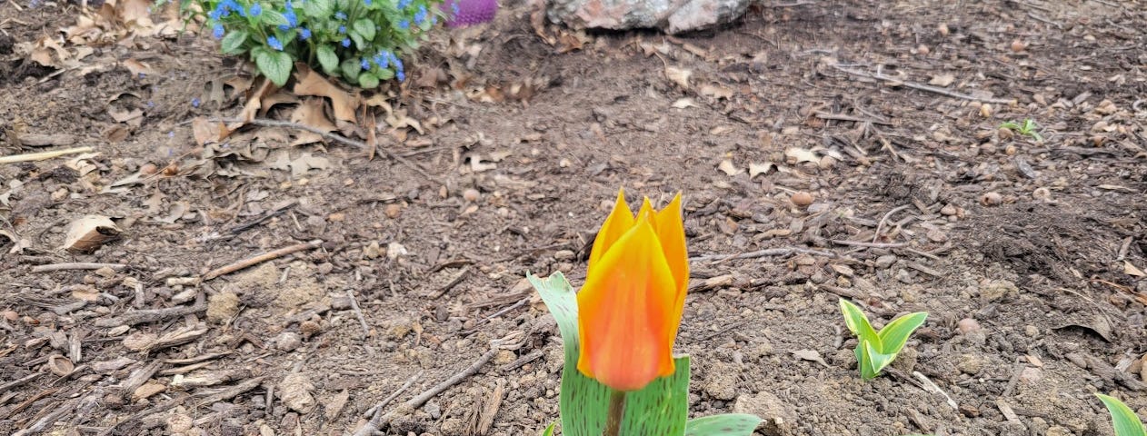 A single, orange and yellow Donald Duck tulip.