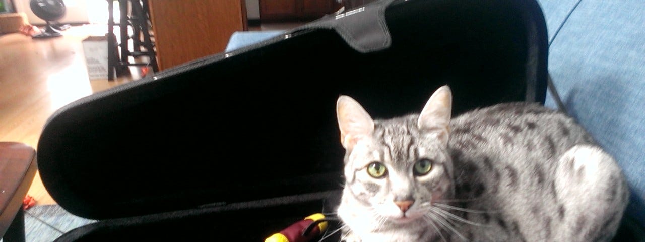 A photo of Westley, an Egyptian Mau cat, silver with gray spots, sitting in a padded black ukulele case.