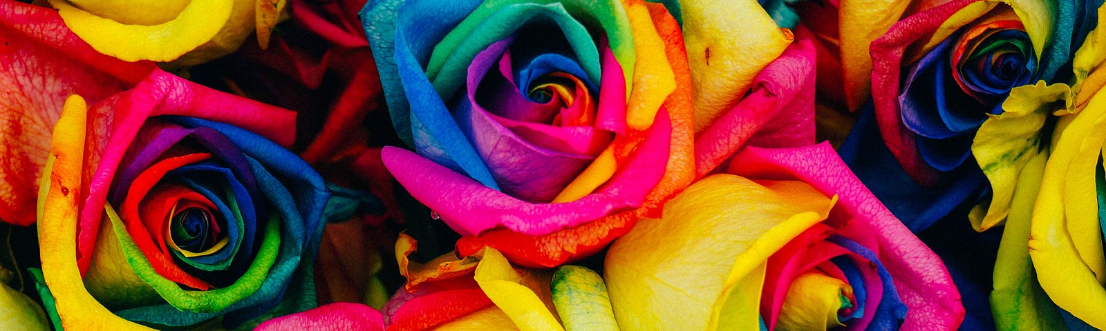 Colorful Roses