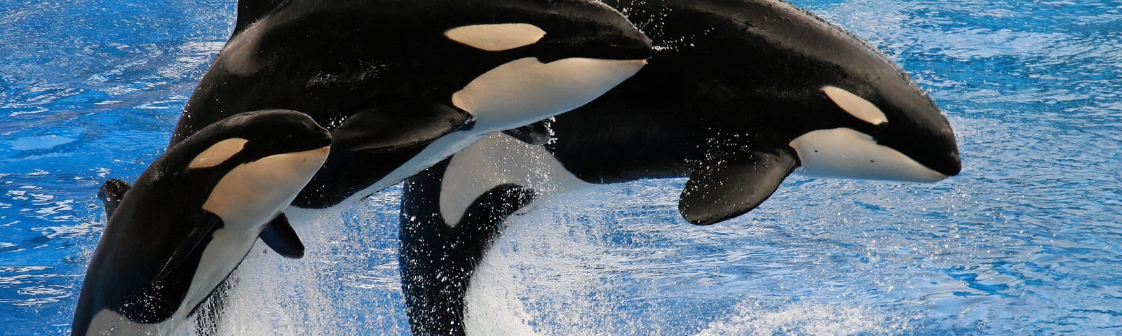 two adult and a baby orca are jumping out of the water