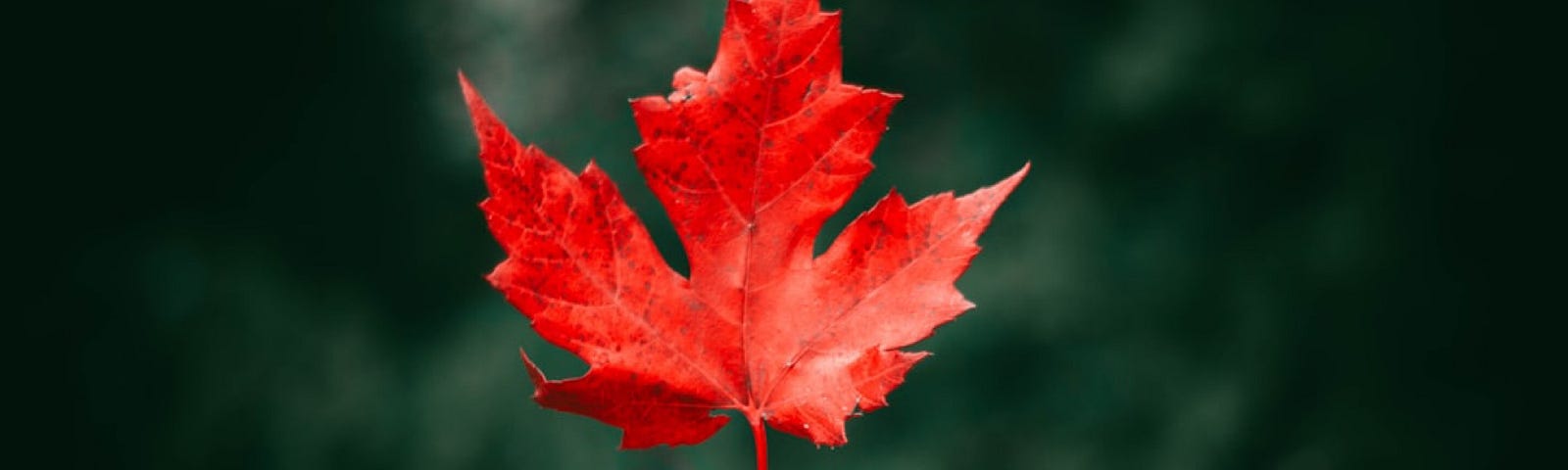 A hand holding a red maple leaf by its stem against a blurred dark green background.