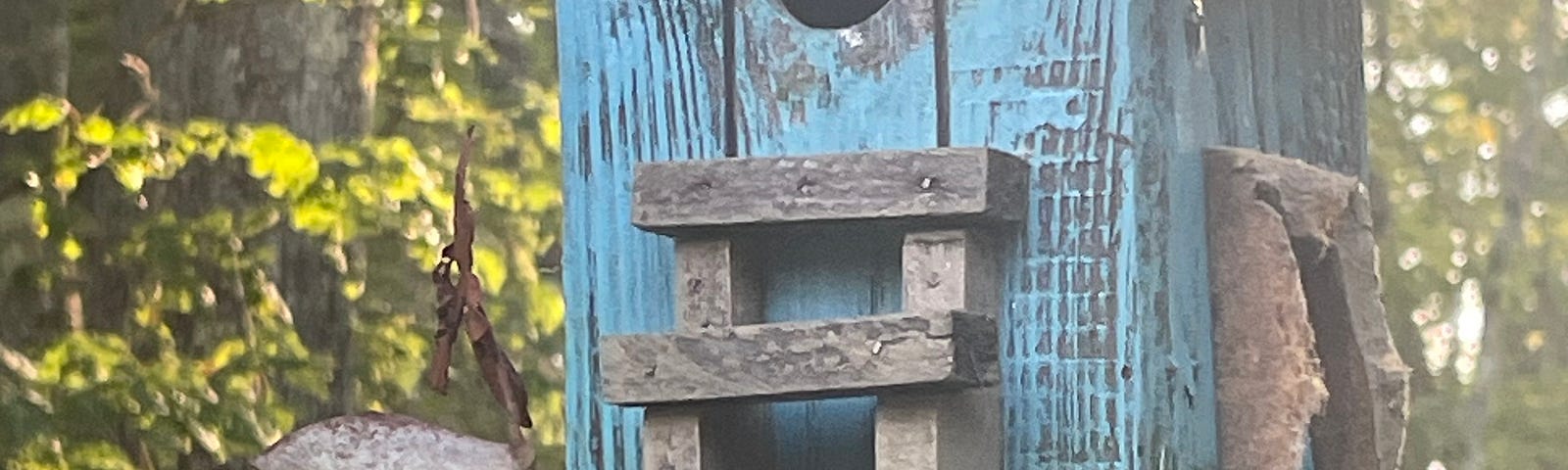 A wooden birdhouse with one tiny chickadee egg sitting on its porch. In the background there is a forest of leafy trees.