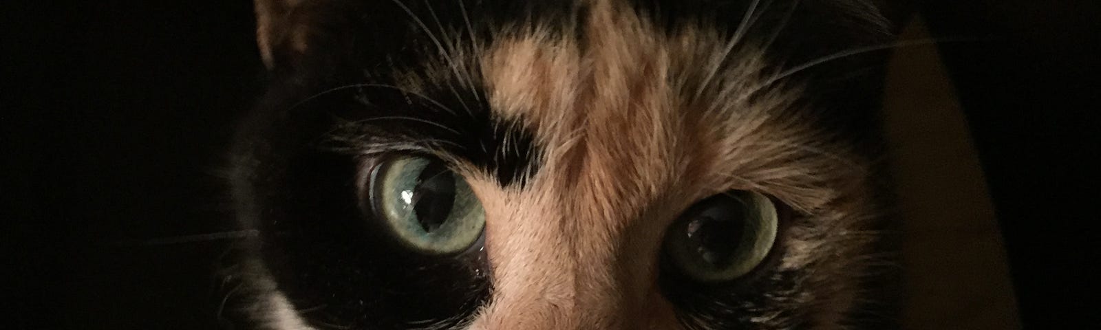Author’s photo of her calico cat named Spot