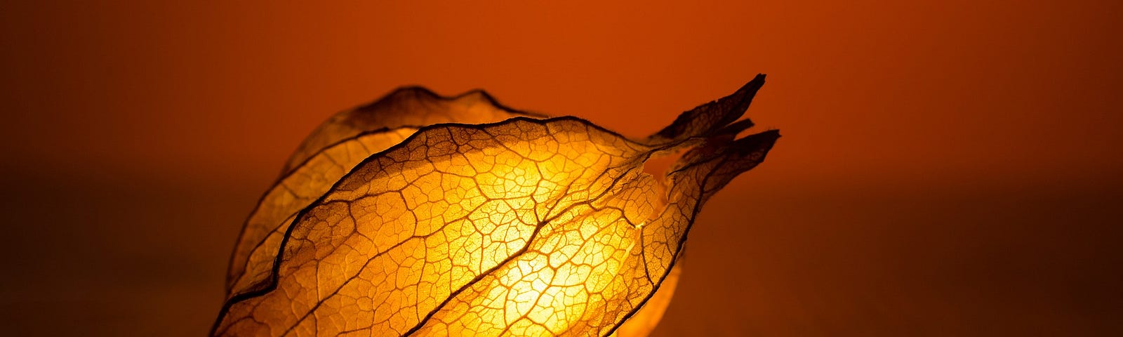 A glowing leaf resting on a wooden surface.