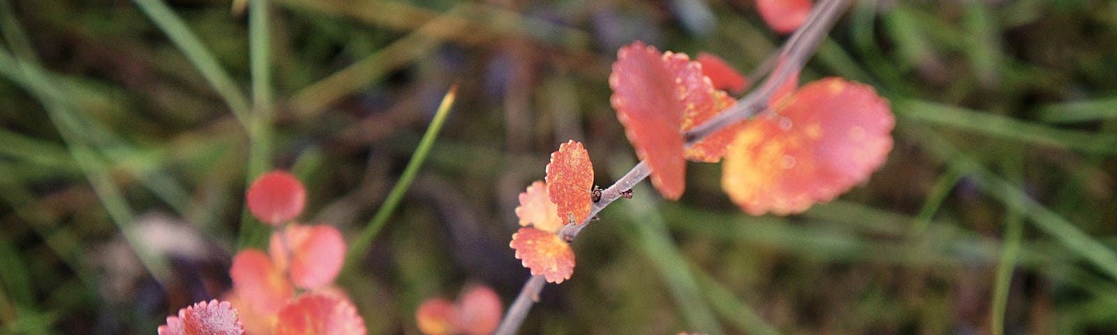 A dwarf birch branch turns rose colored in the fall.