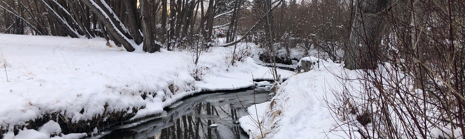 Creek with snow-covered trees