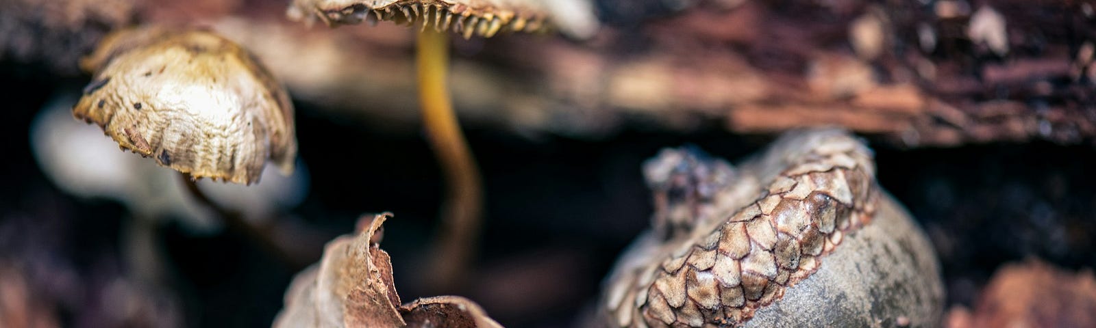 an acorn, some leaves, and some fungi against a dark brown background; becoming