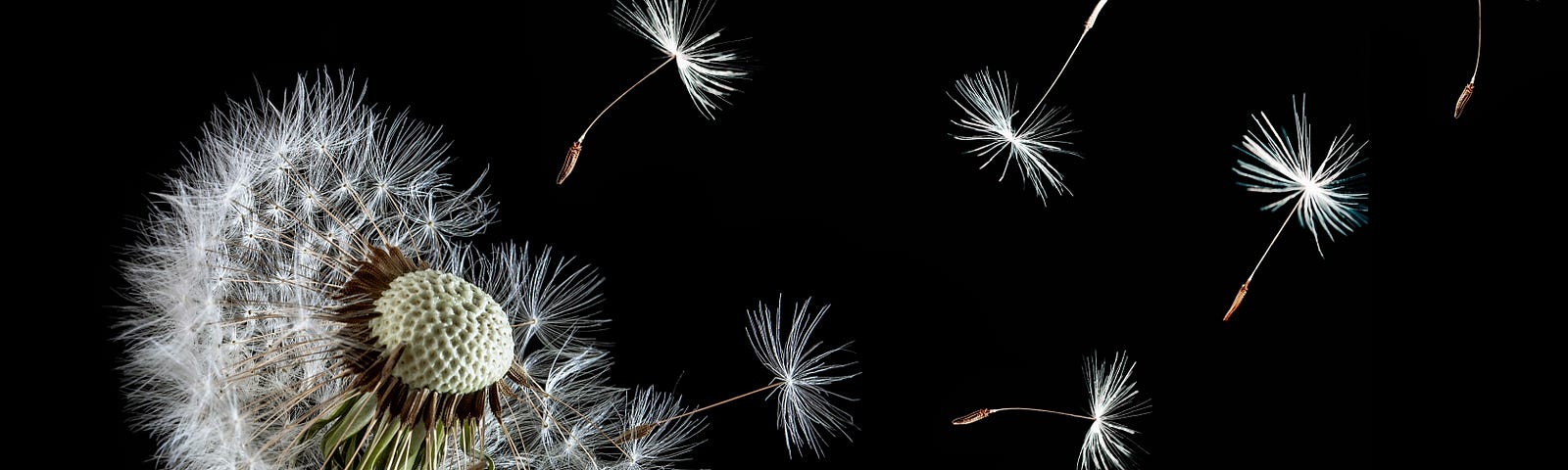 seeds blowing off of a dandelion, black background