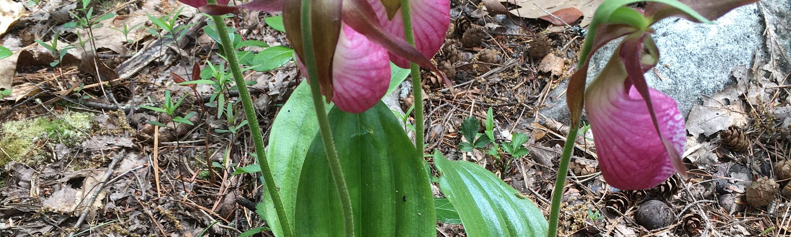 Ladyslippers in bloom
