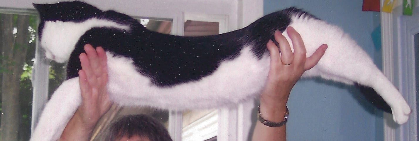 Woman lifting a cat high.