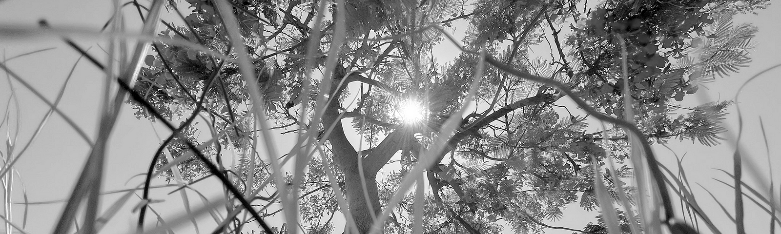 A black and white photo of sunlight seeping through the leaves of a beautiful tree, framed by tall summer grass. (Photo Credit: Angelica Olson)