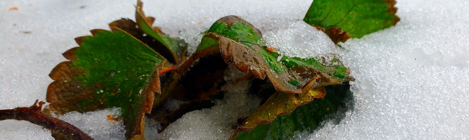 Mottled green and brownstrawberry leaves peeking up from under some snow.