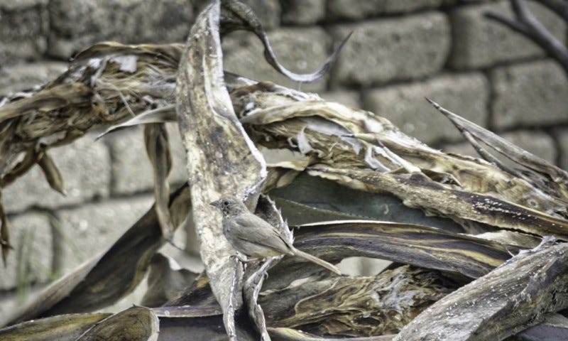 hidden within the background of a grey brick wall and dead palm fronds sits a small grey sparrow giving a lesson on humility