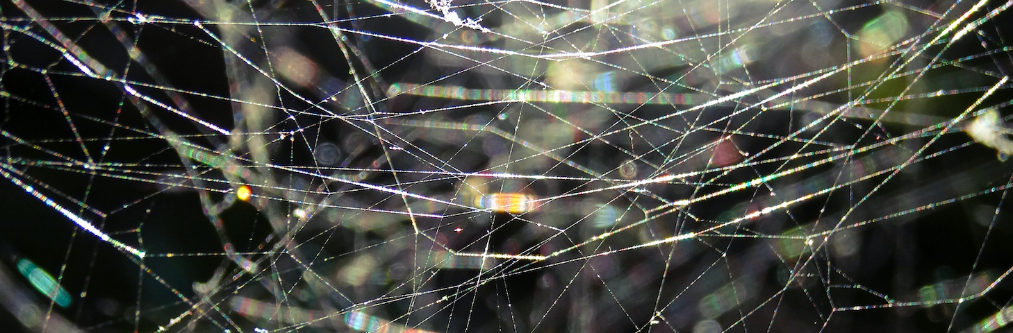 A close up image of a spider web with several interconnected threads.