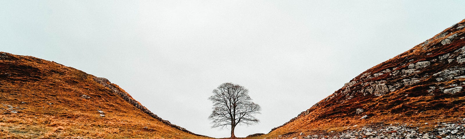 A lone Sycamore tree in the gap between two hills. Sycamore Gap in Northumberland.