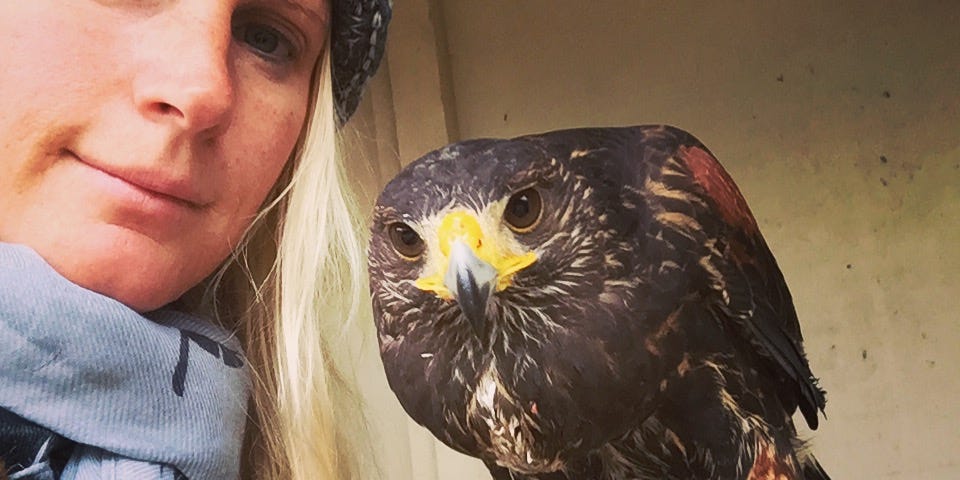 A blond haired female falconer with a juvenile Harris Hawk on her glove.