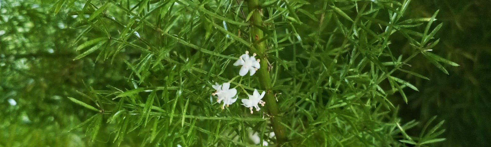 A fern blooms tiny white flowers.