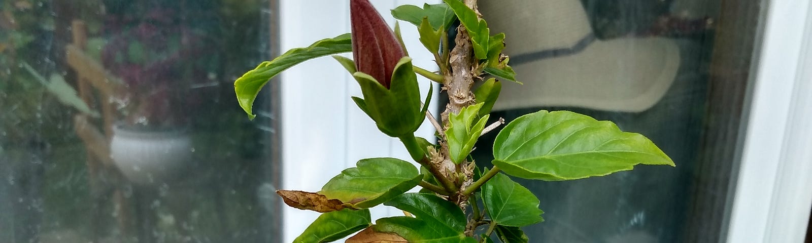 A budding red Hibiscus plant.