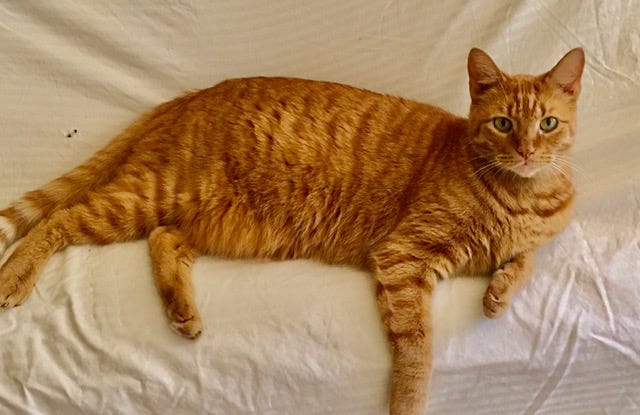 Author’s photo of Buddy, a yellow-orange cat sitting on a sofa with a while sheet on it