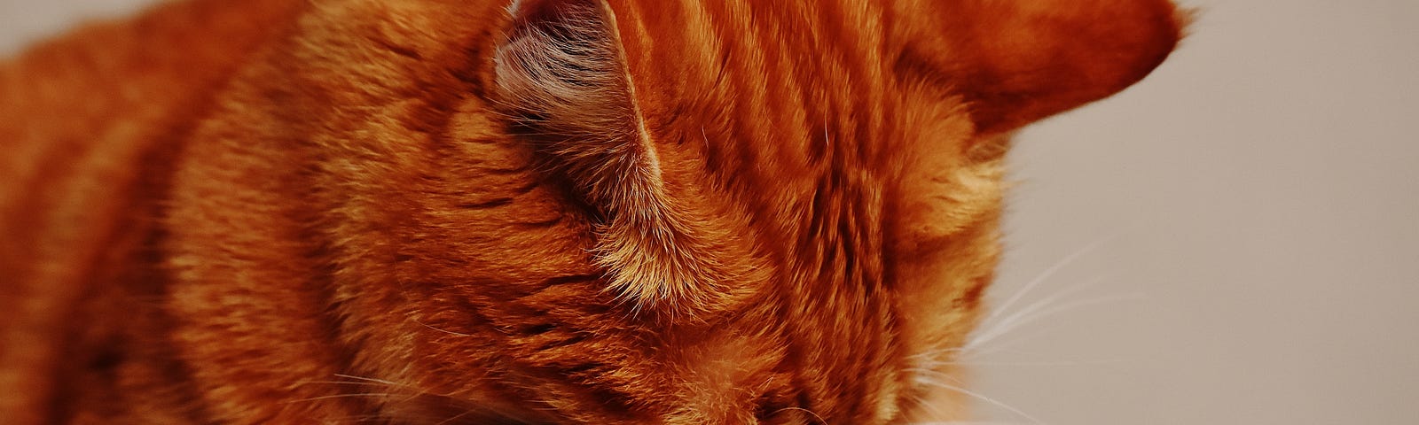 An orange tabby cat hiding it’s face with its paws.