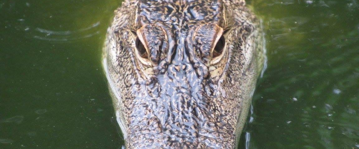 An alligator sticks its head out of the water watching ominously