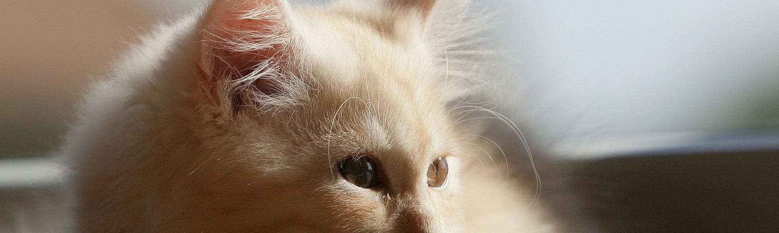 A fluffy white cat stares to the right of the camera, looking somber and serious.