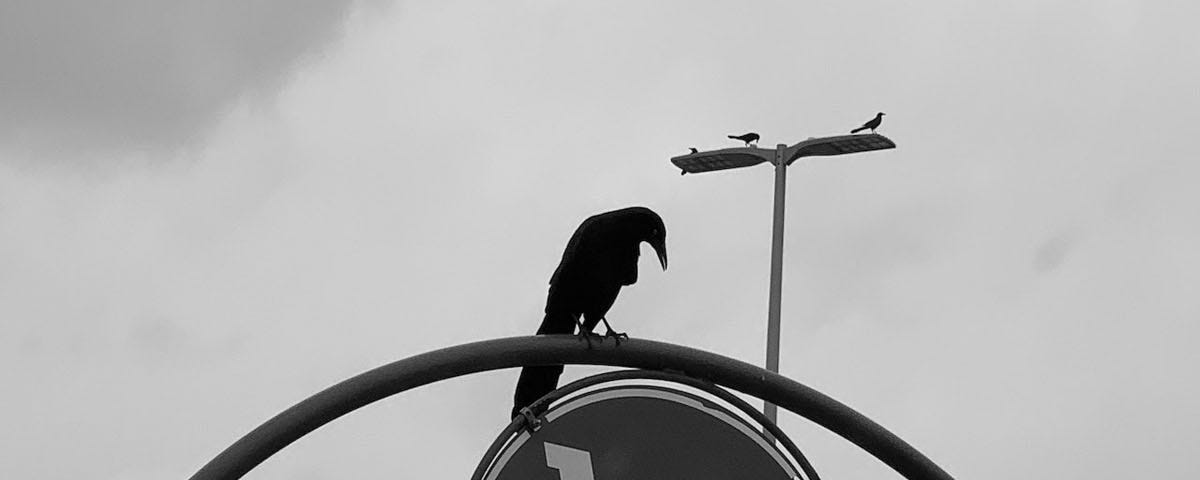 Target Crow — photo by Mark Tulin
