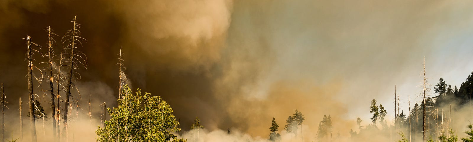A white car is driving down a road as grey smoke fills the sky while fires burn the forest on the side of the road.