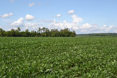 A green field of soybean, with a stand of trees in the background, and a blue sky with white clouds.