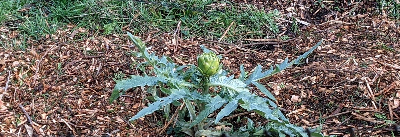 Photo of a blooming plant