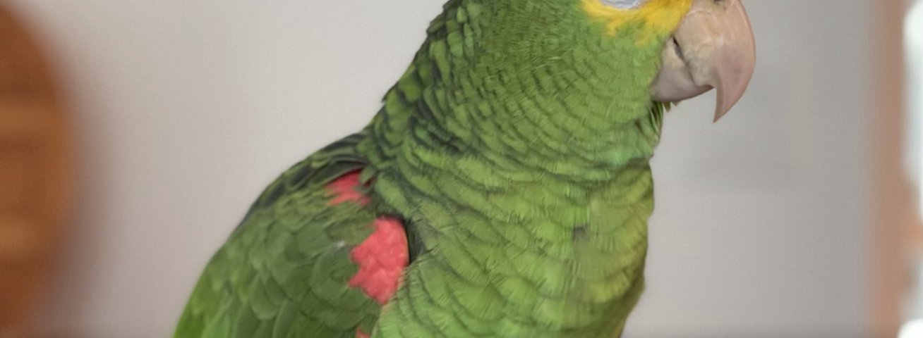 Tico, a green parrot with a yellow head, standing on a table facing sideways