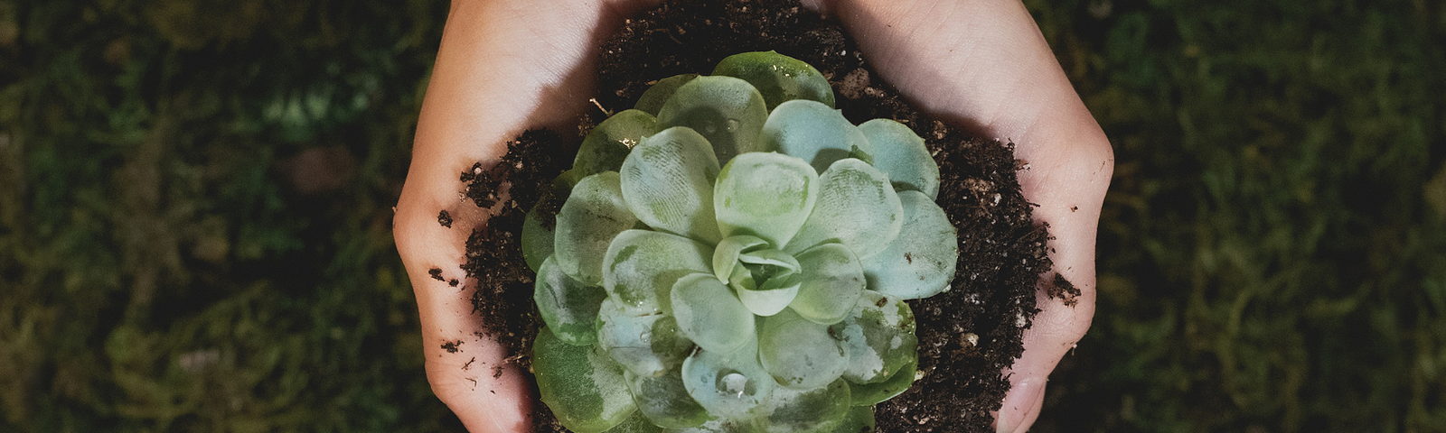 Woman’s hands cupping a small succulent plant in dirt