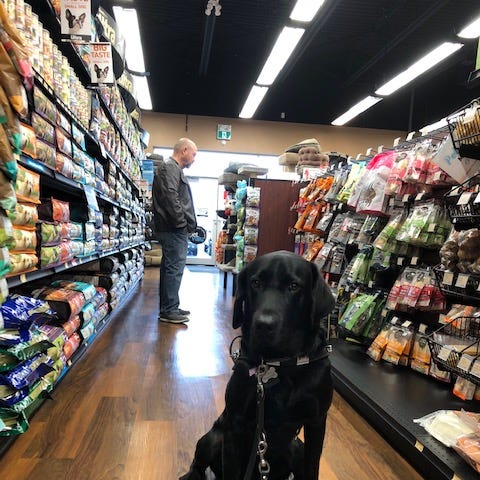 Picture of a black lab guide dog, Cooper, siting in a store aisle