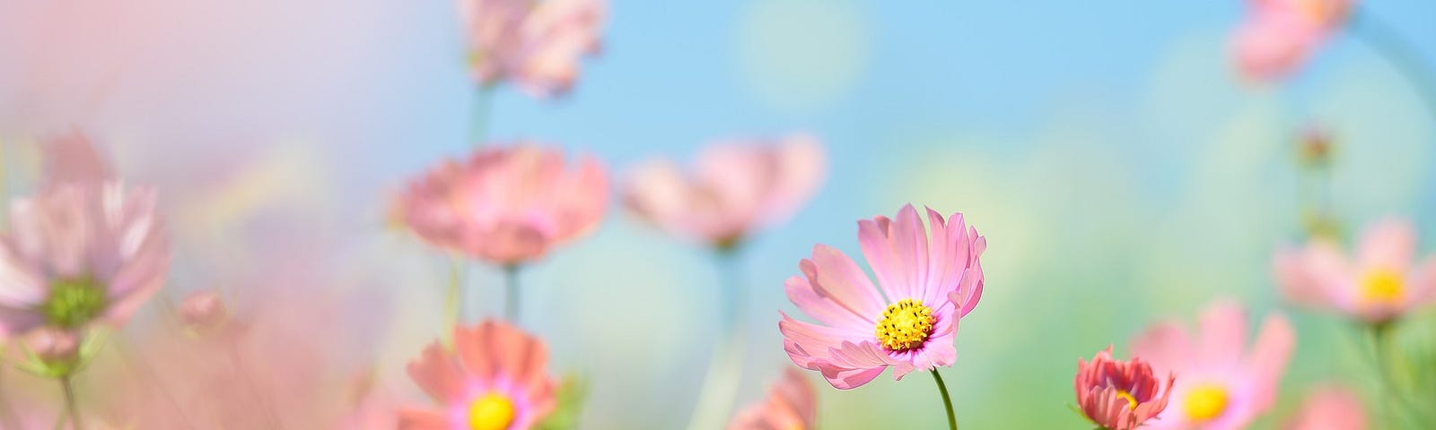 Bright image of pink flowers in a green field against a blue sky