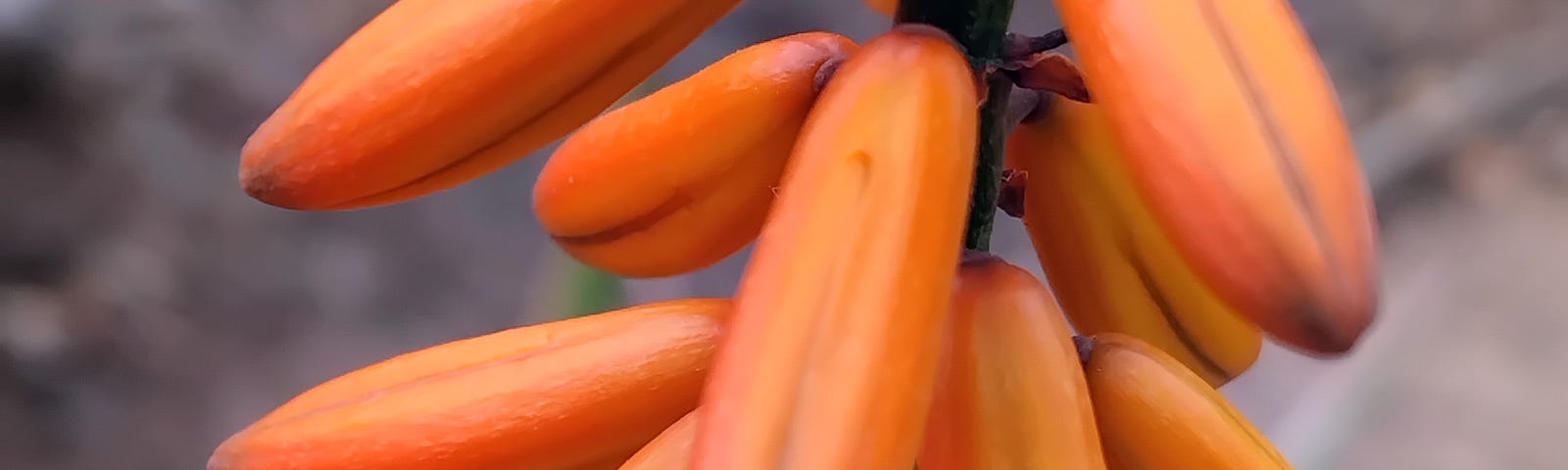 A close-up of orange Aloe flowers
