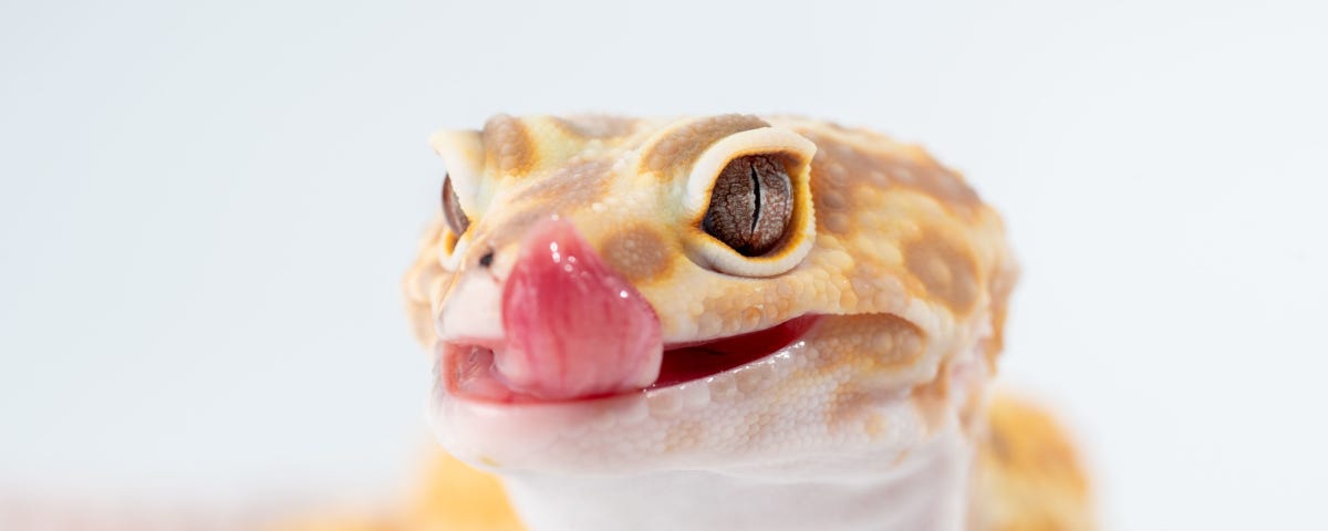 A yellow gecko licks its nose.