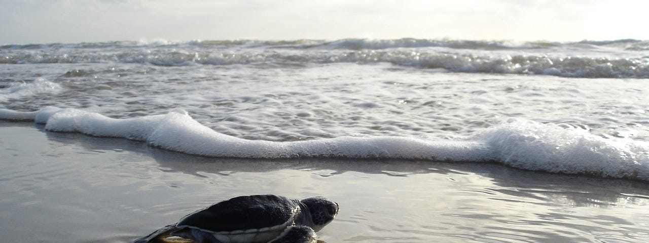 A large turtle on the sand in the surf with waves approaching. Photo provided by Pixabay.com and used under a creative commons license.