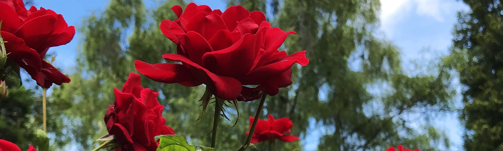 Red roses in the graveyard
