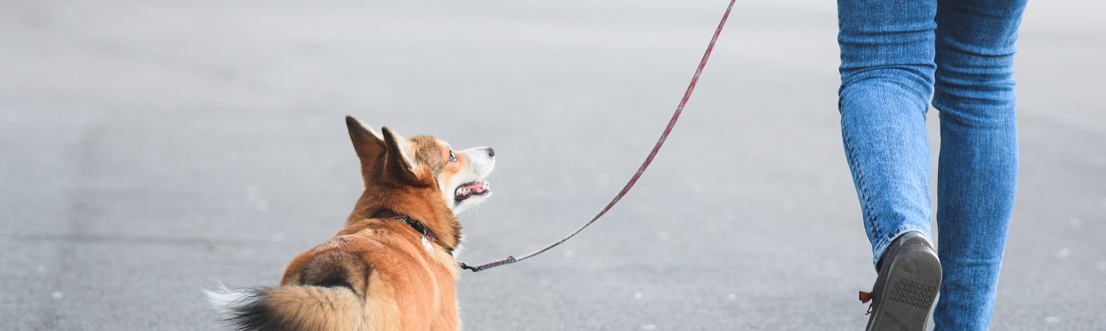a corgi dog being walked on leash by a woman in jeans visible from the waist down
